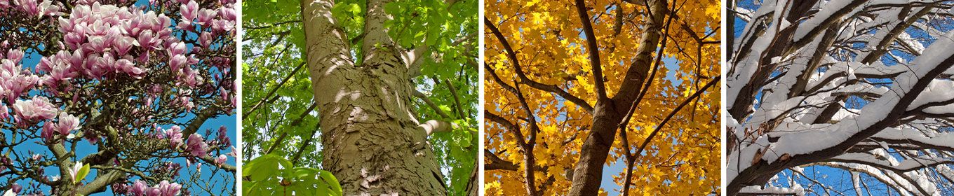 Die Jahreszeiten abgebildet am Blatt und Blütenwerk eines Baumes.